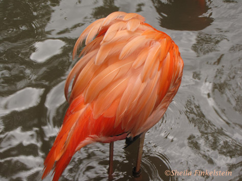 flamingo feathers rear view of flamingo in Dreher Park Zoo, Palm Beach County, FL