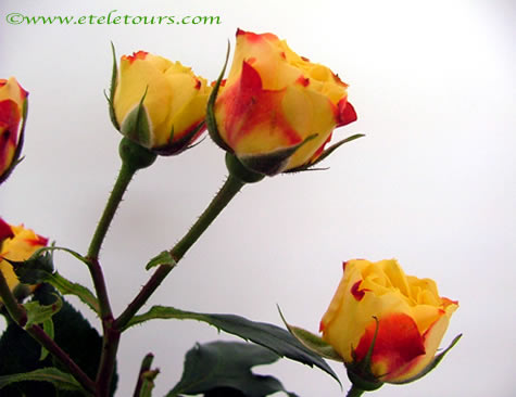 miniature yellow roses tipped in red