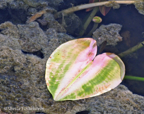pink Spatterdock heart-shaped leaves