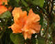 yellow orange hibiscus