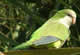 feral parrot in Lake Worth, FL