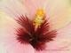pink, burgundy, yellow inside of hibiscus